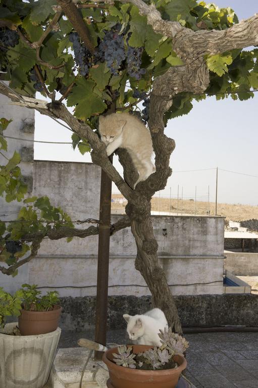 לינה וארוחת בוקר סליצ'ה סלנטינו Masseria San Paolo מראה חיצוני תמונה