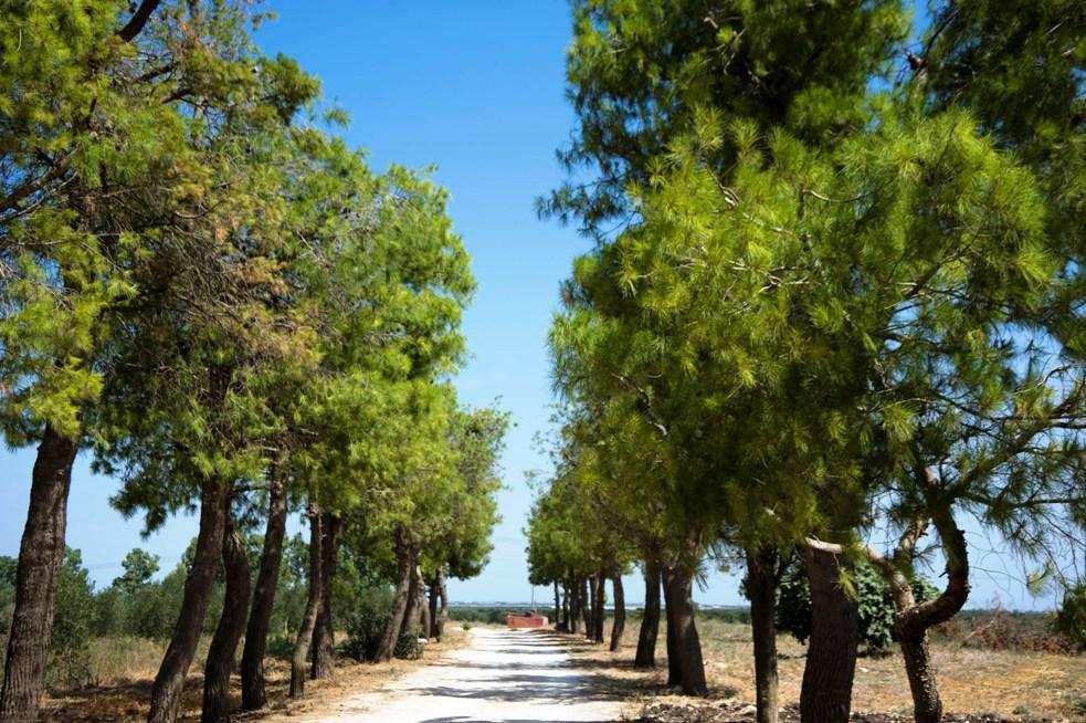 לינה וארוחת בוקר סליצ'ה סלנטינו Masseria San Paolo מראה חיצוני תמונה